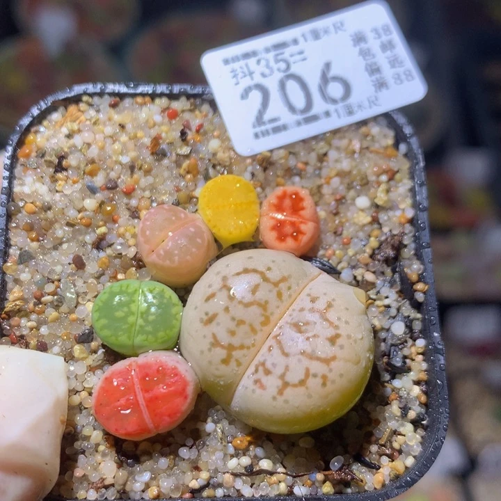 精品生石花35.206