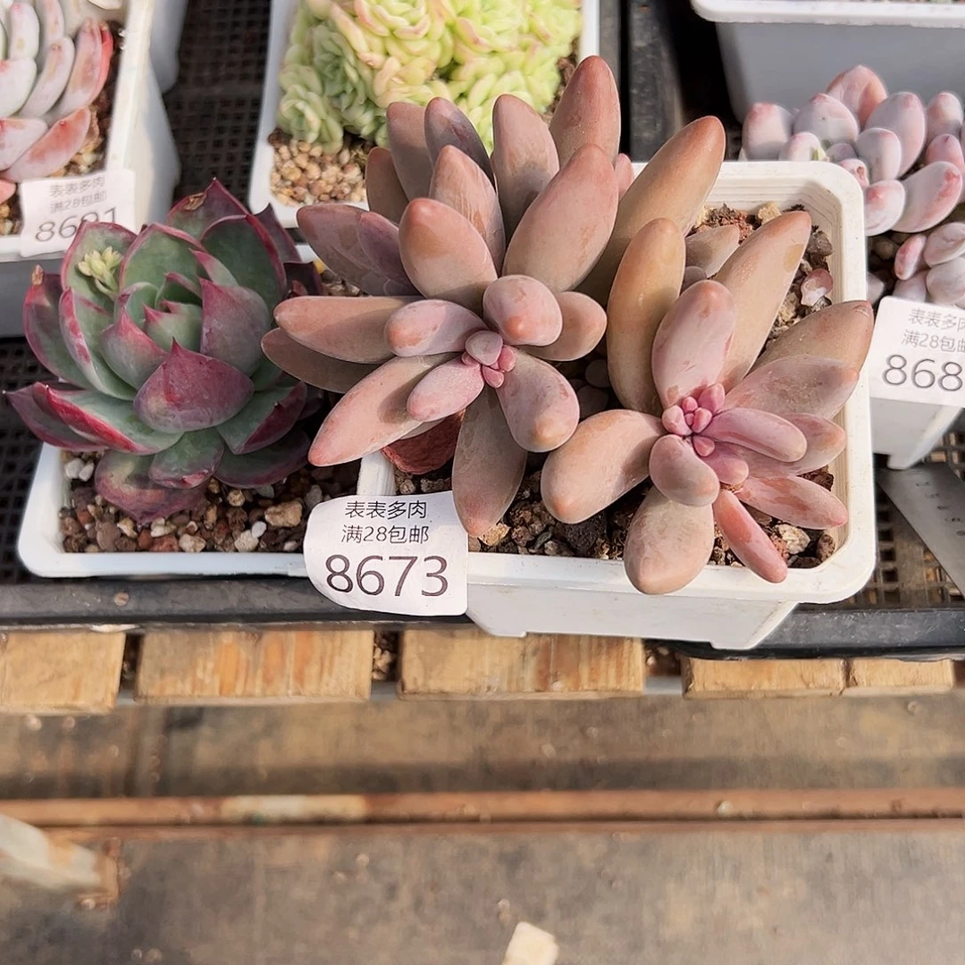 9号丫****好多肉一物一拍8673