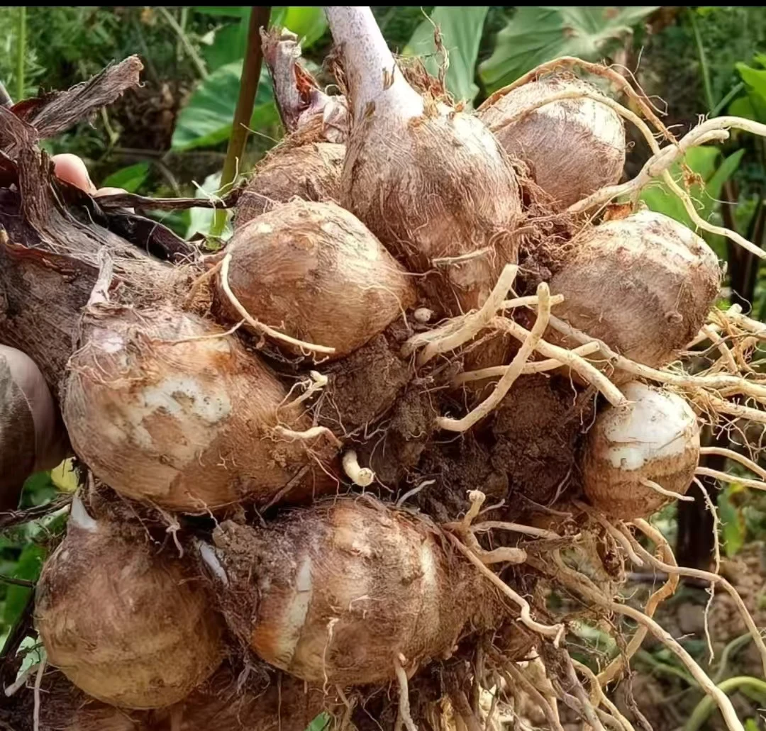 2025贵州新芋头牛奶芋头小芋头现挖新鲜芋艿当季奶香芋粉糯露天