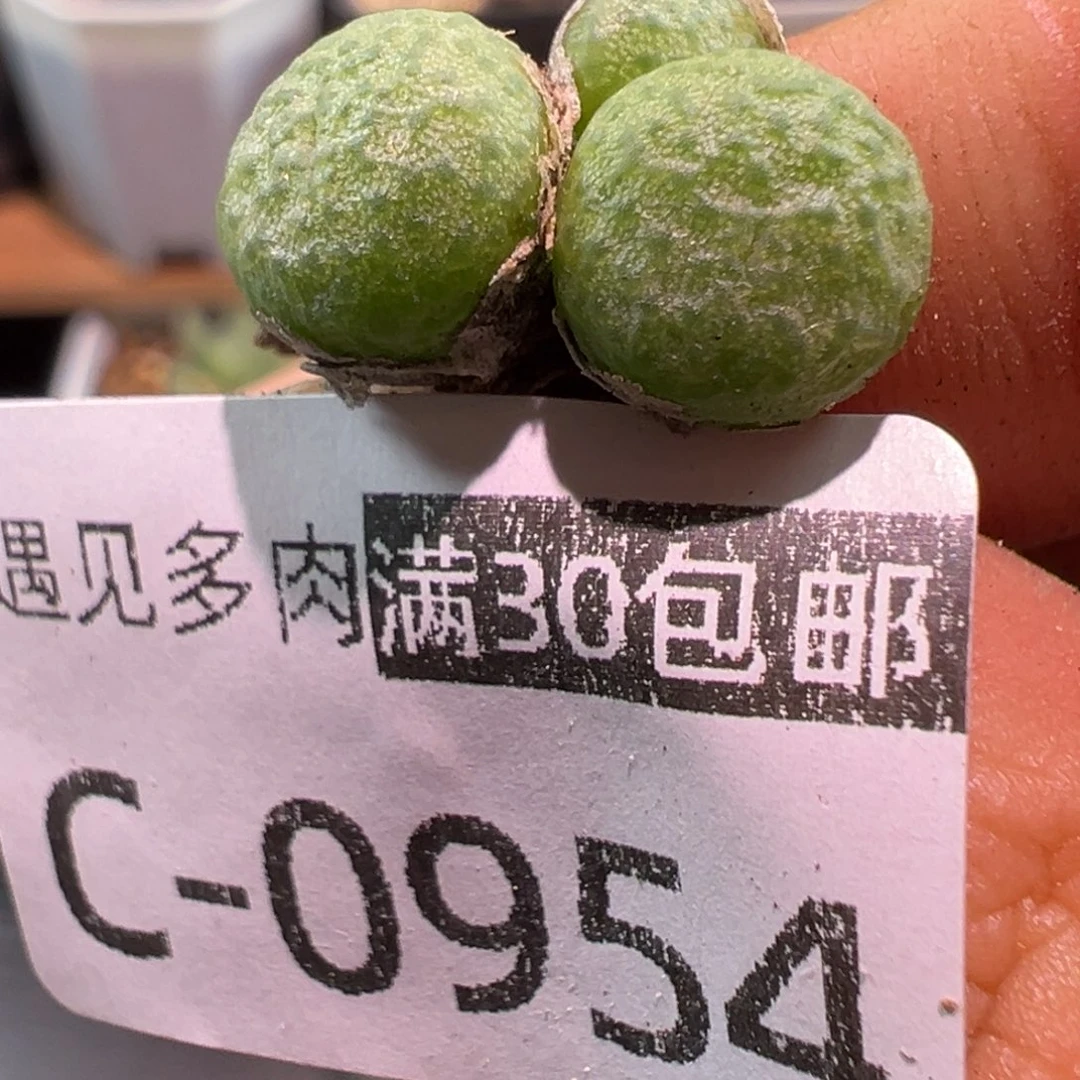 多肉植物1111111111111
