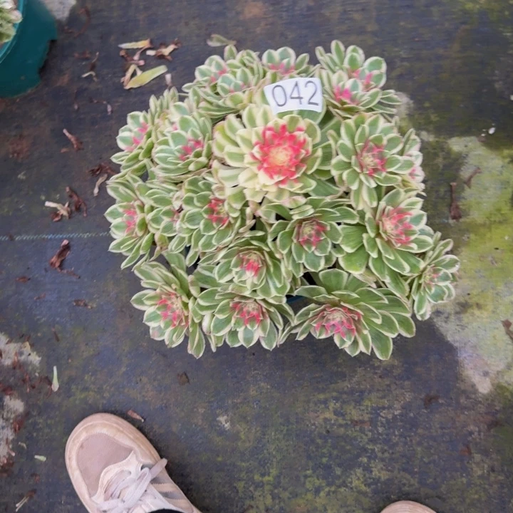 唐***0000000000042孔雀翎