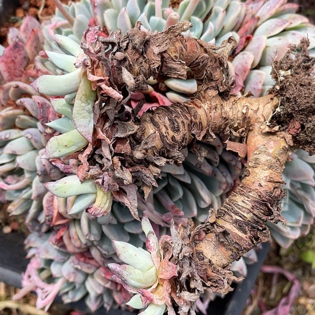 【闪购商品】萍****花刘丹老庄