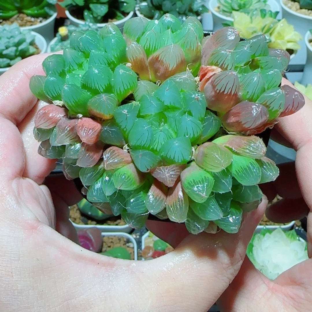 彩虹玉露多肉植物