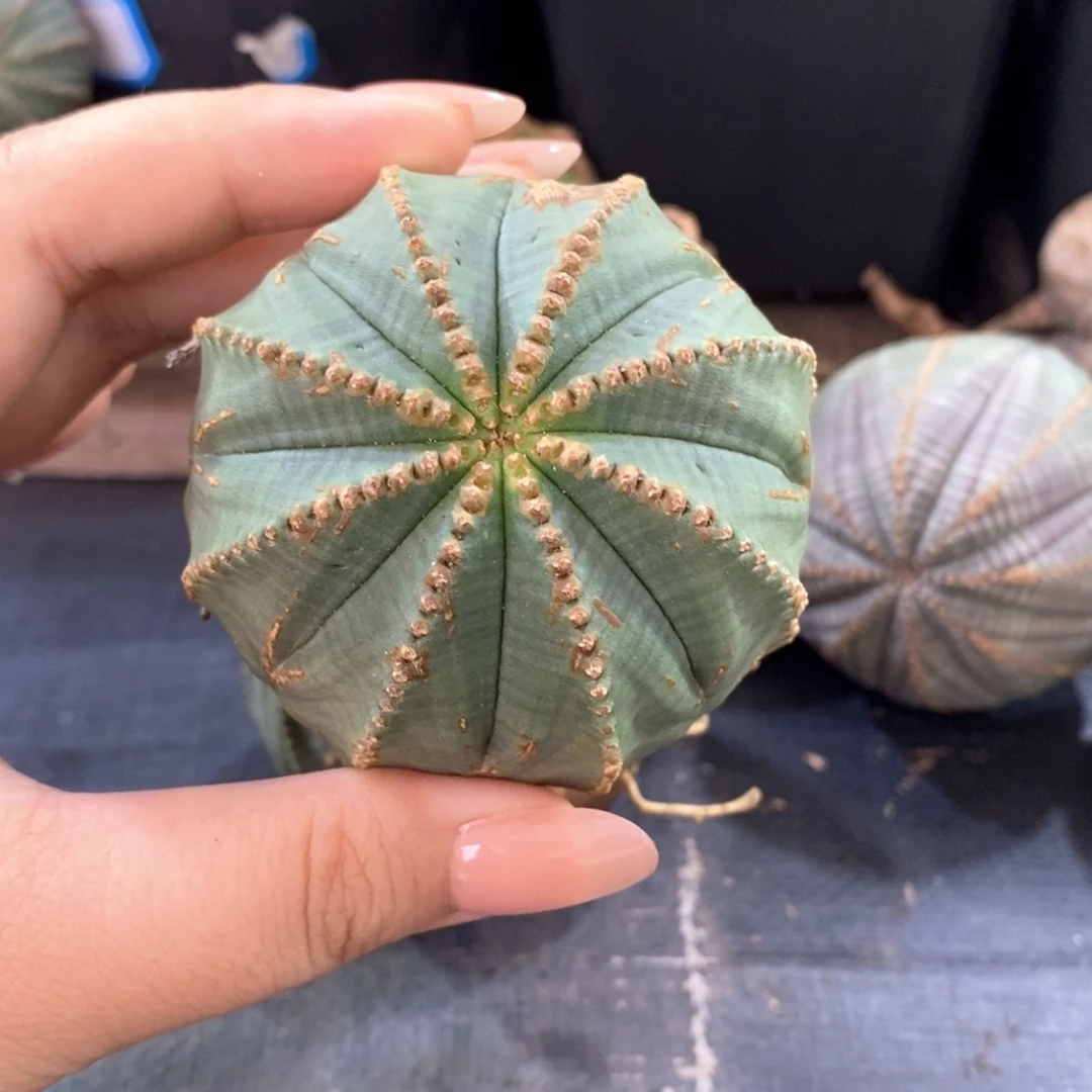 欧系实生布纹球 一物一拍