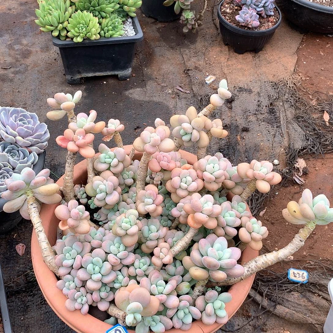 992洛神一物一拍多肉