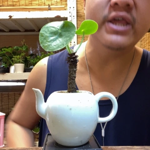 红陶一物一拍所见即所得39