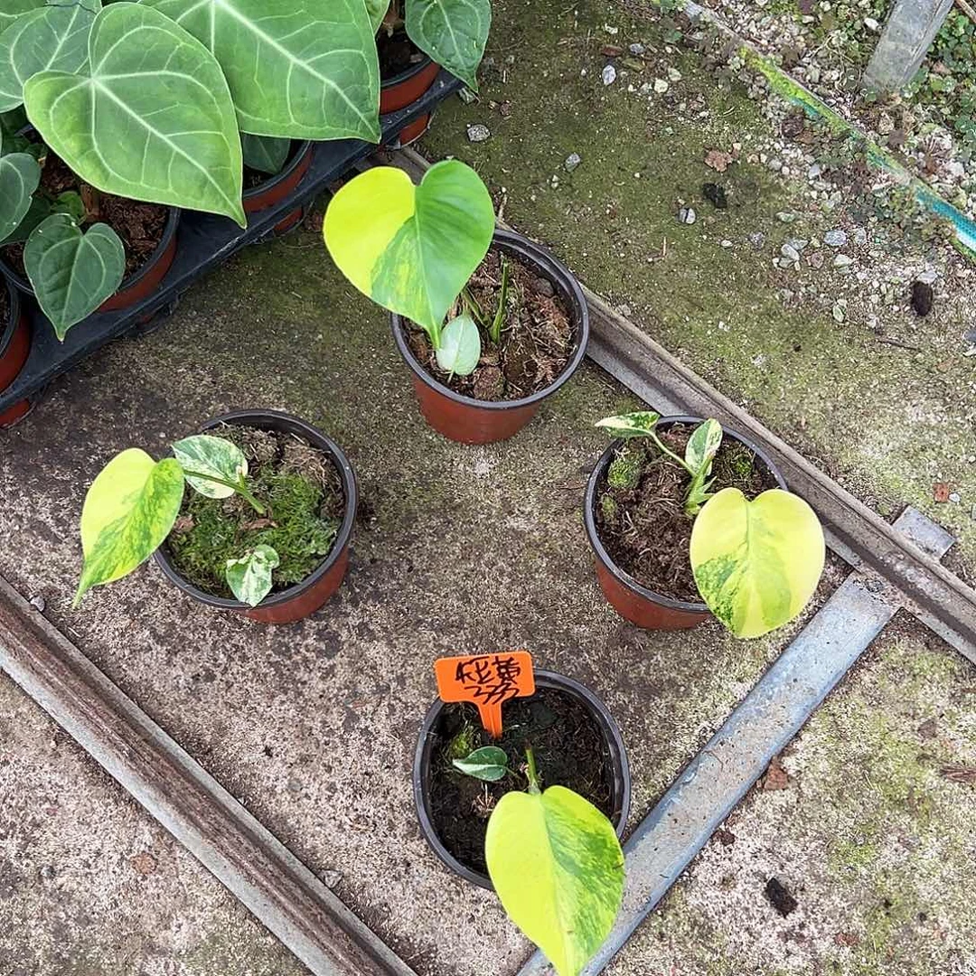 完全开放短簧333随机发货不售后
