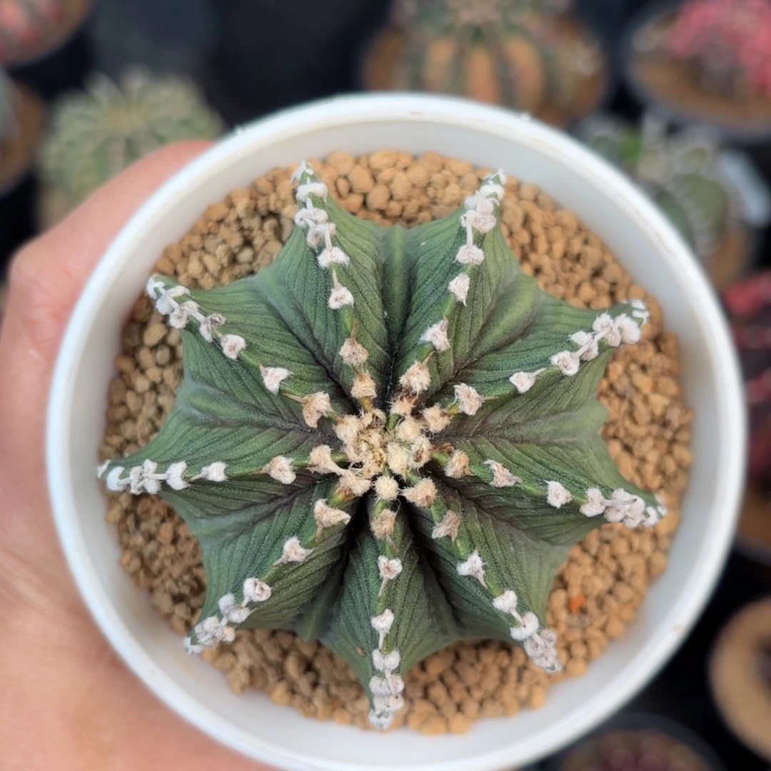 泰系米哈仙人球实生微瑕福利3号