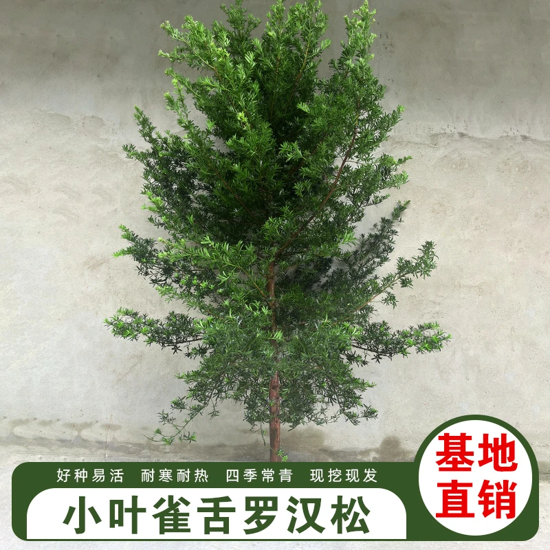 小叶雀舌罗汉松树大树苗盆景地栽别墅庭院阳台造型迎客松耐寒绿植