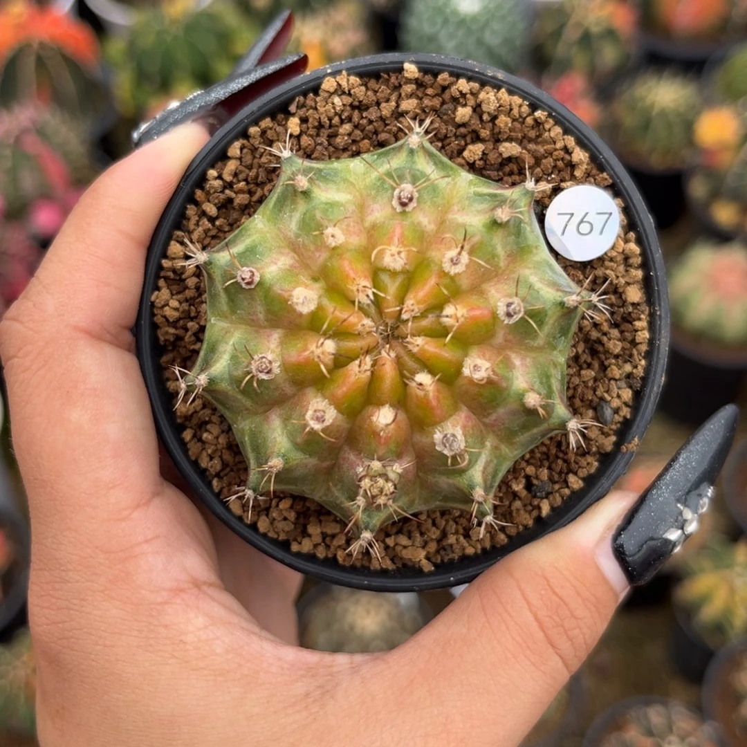 767 泰系轮回 带盆土福利