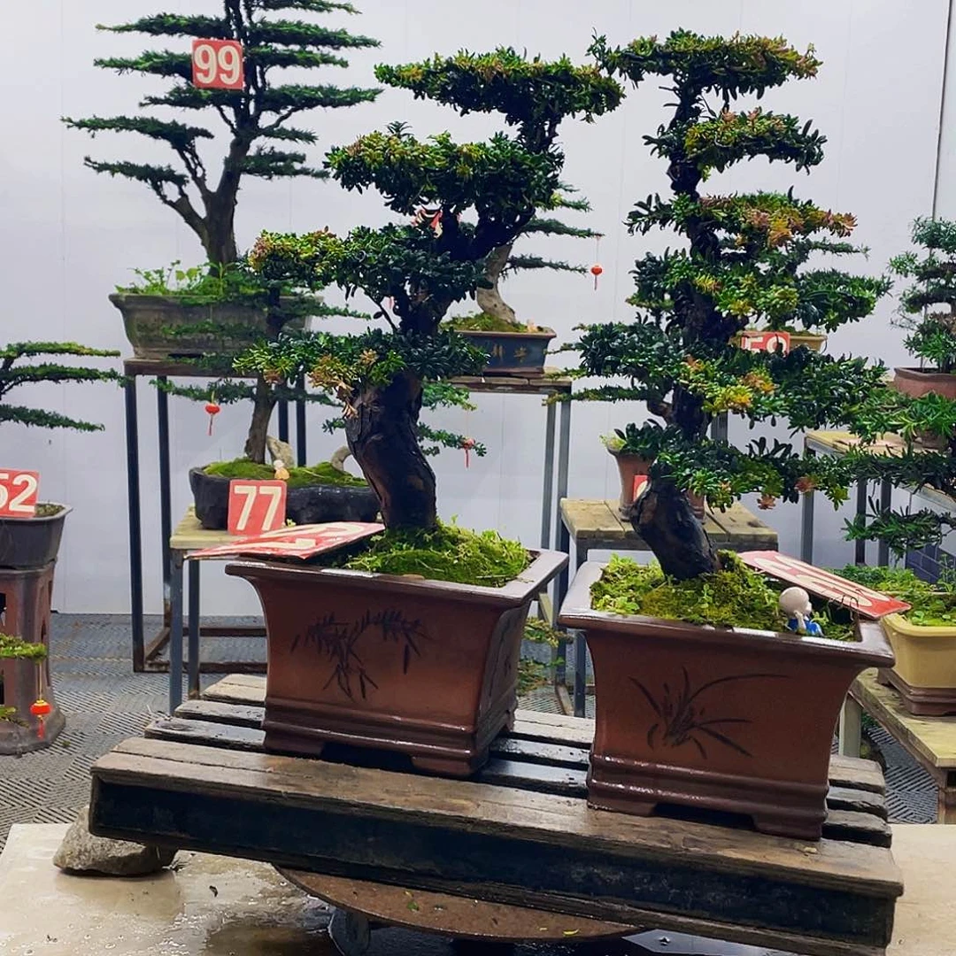 无花朵罗汉松红芽