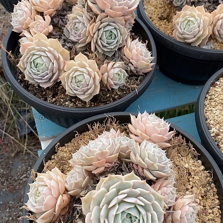 可挑选露娜连老桩群