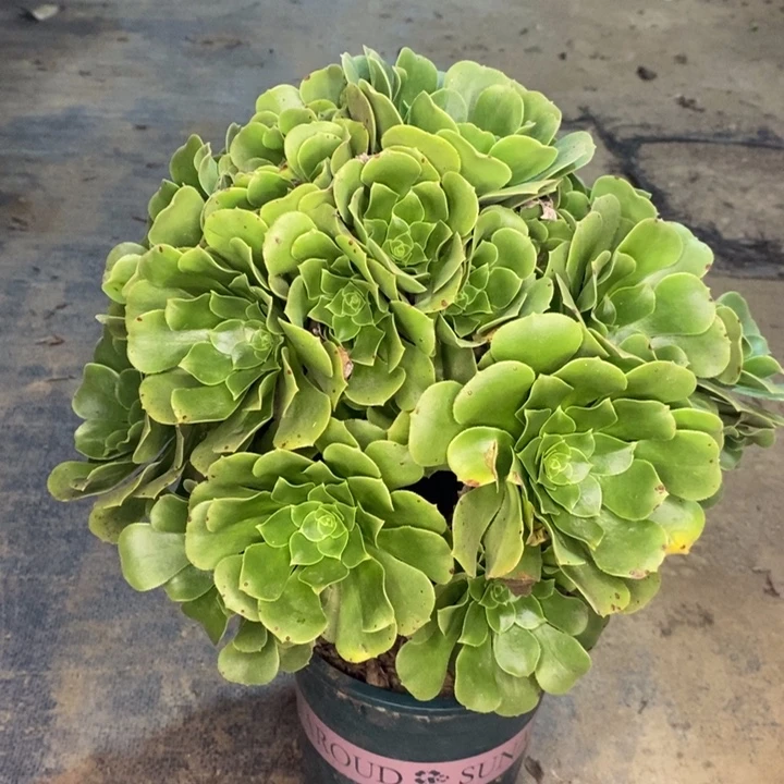 绿羊绒多肉植物56