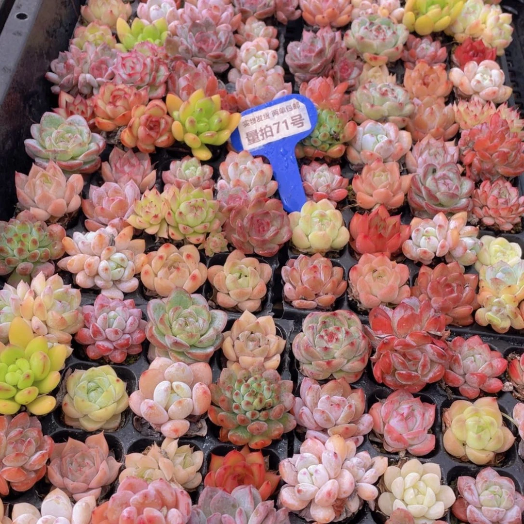 量拍71号 精品小可爱组合20个