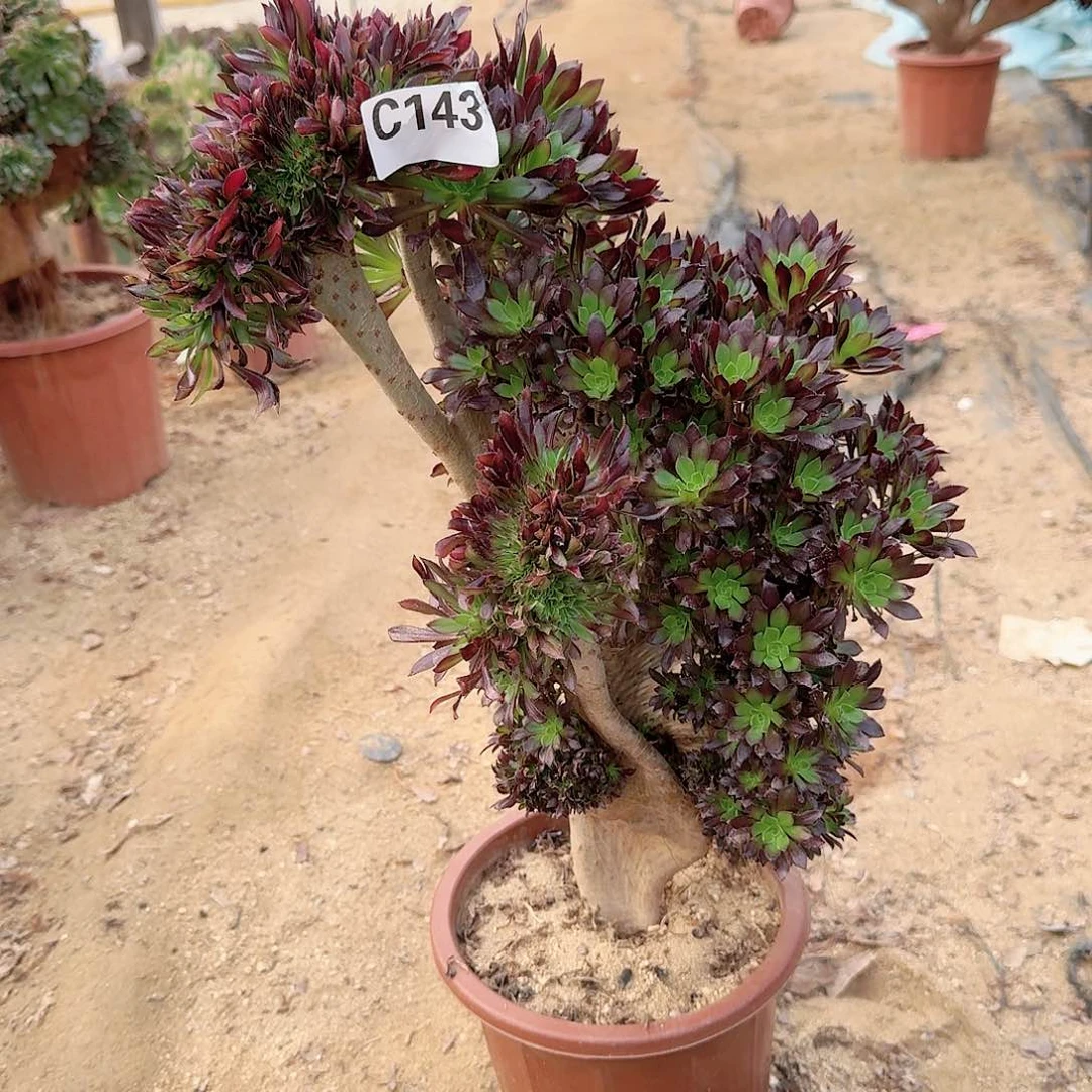 143黑法师啊师一颗呀呀