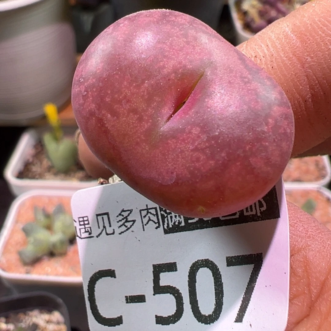 多肉植物11111111111111
