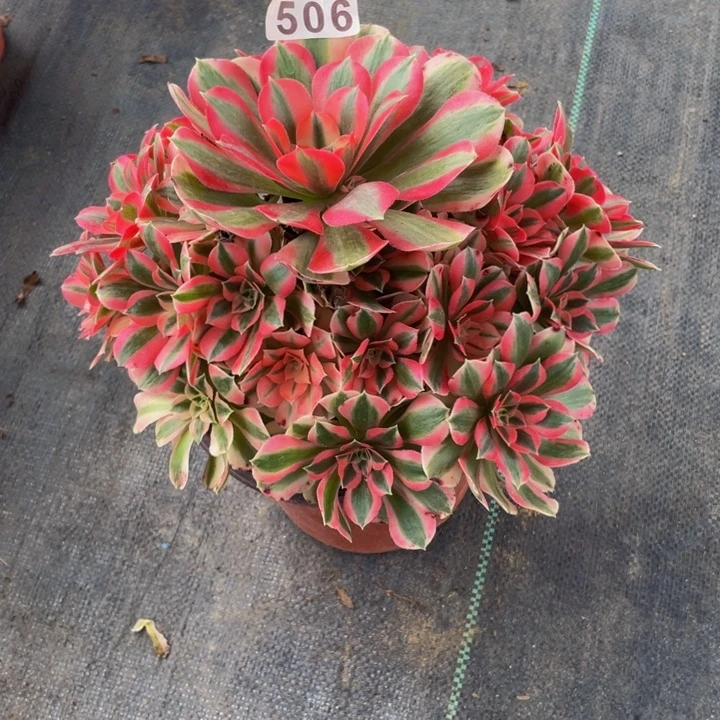 506老庄多肉法师女巫