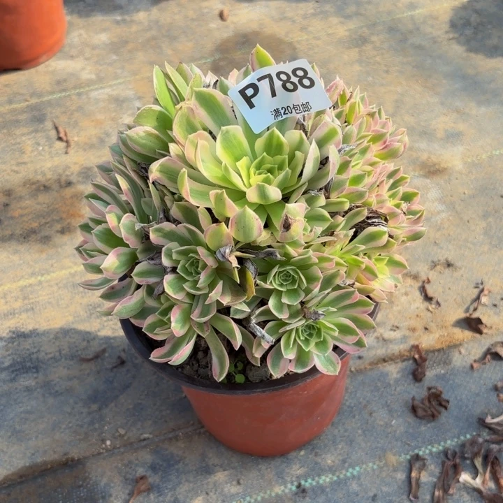 瑞妈多肉园艺788+