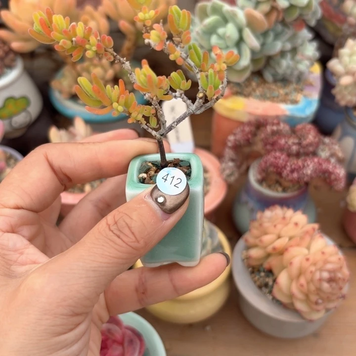 412 多肉含盆土 30元包邮 除偏远地区