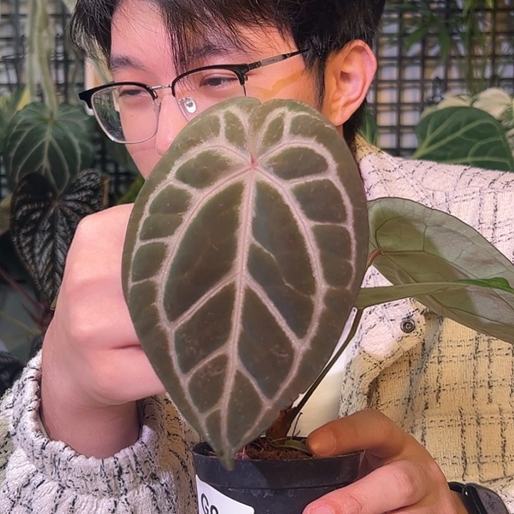 完全开放B59红铜杂撕裂纹