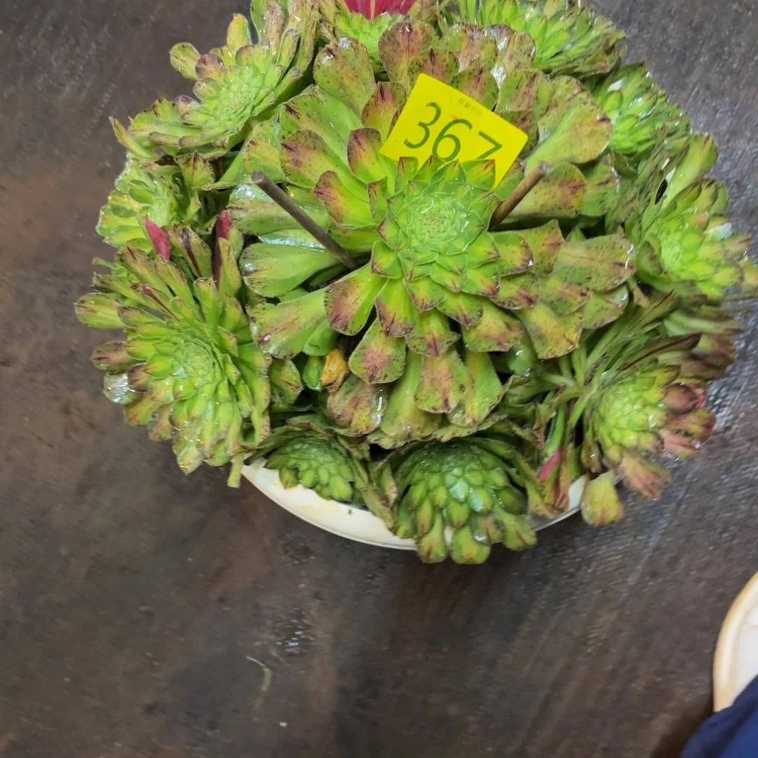 哈哈多肉葡萄福利367