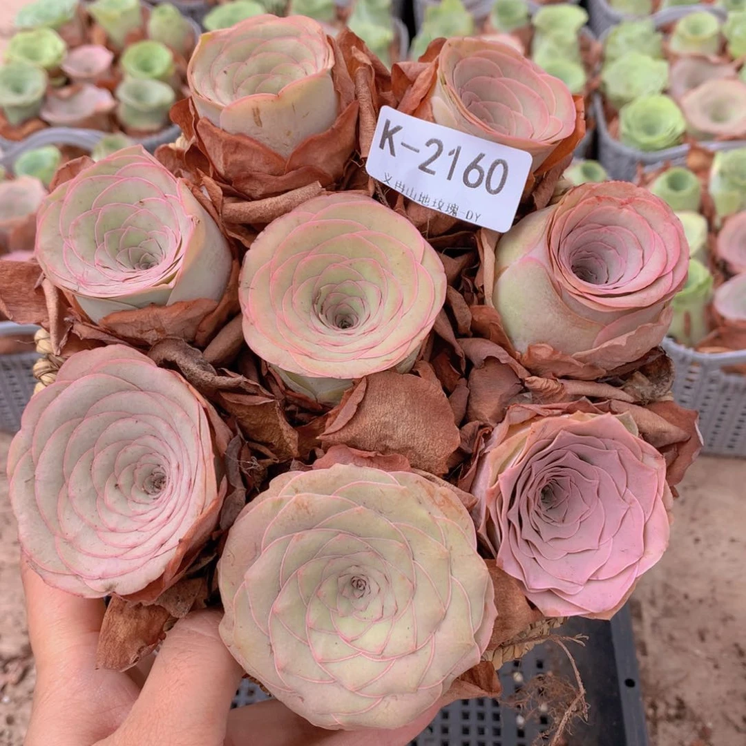 2160精品货带篮子8颗