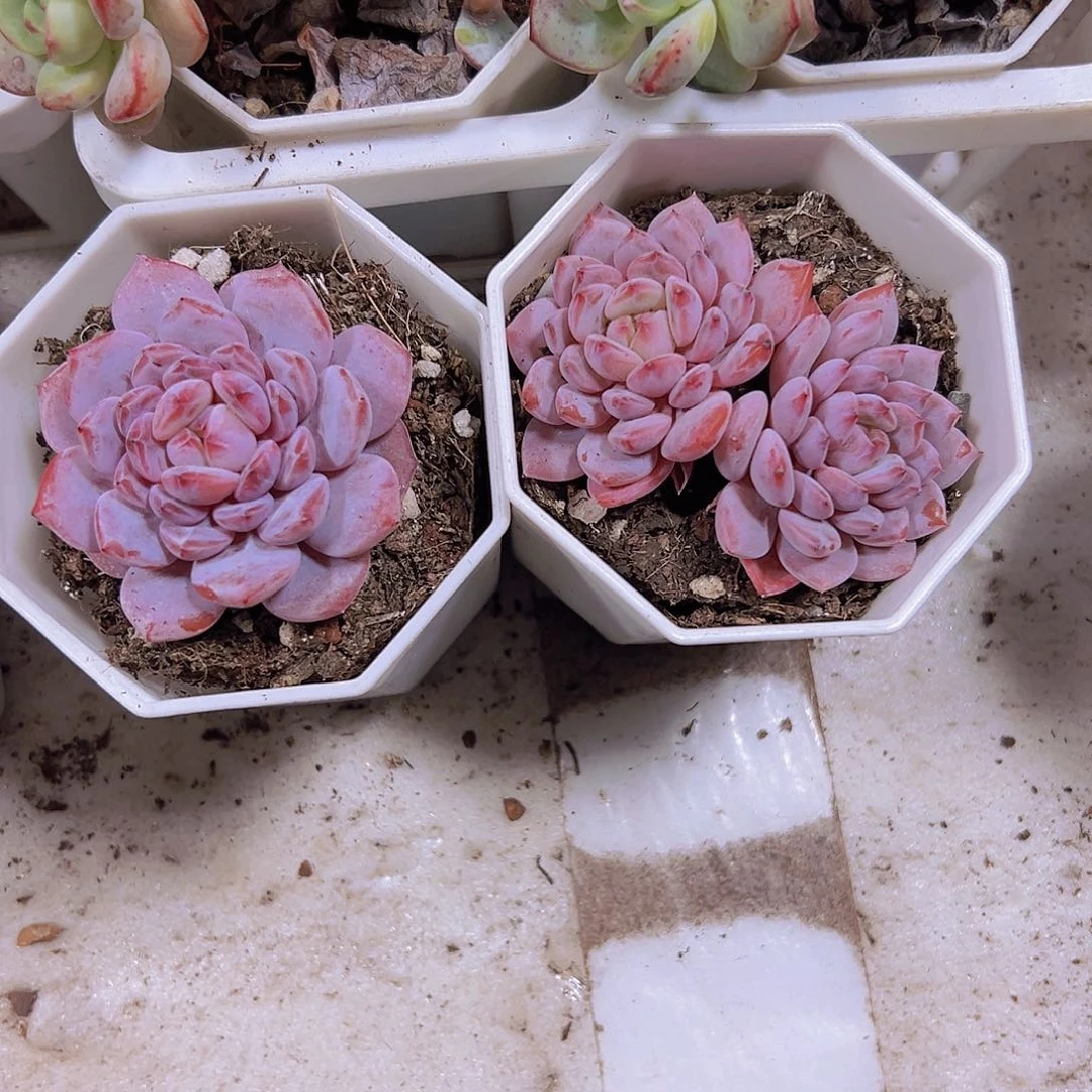 星星橙小精品一单一双19包邮