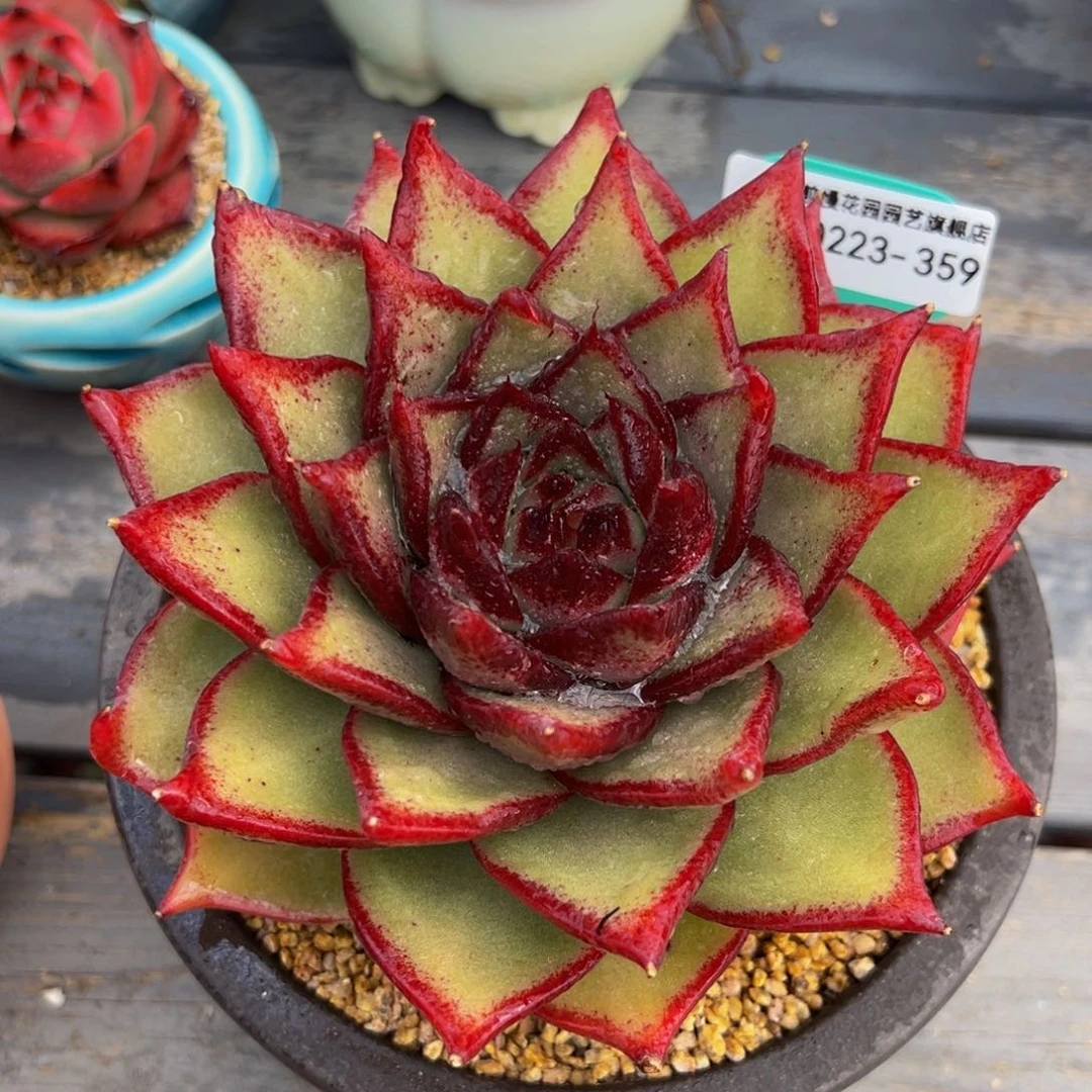 从前慢多肉精选编号0223.359