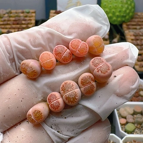 1371菊红窗菊锦特价脱土