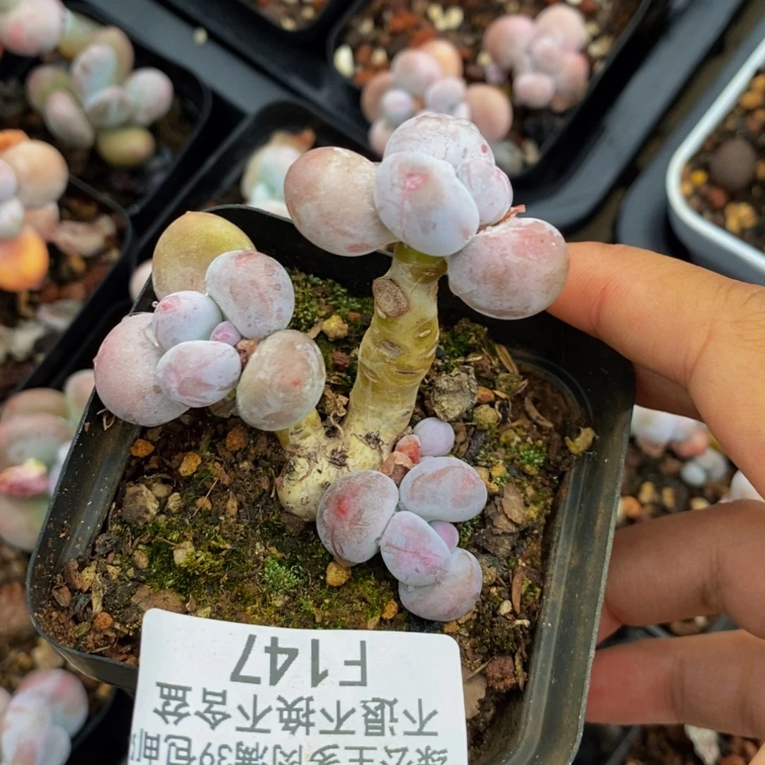 147蛋黄奶多肉5cm
