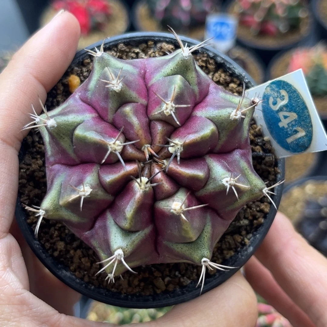 侧芽自根紫色星云一物一拍