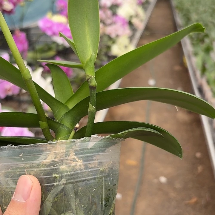 小***墩完全开放0855蝴蝶兰一物一拍