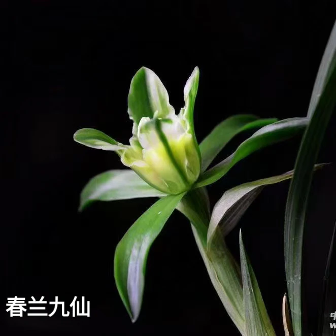 春兰老种（九仙）3苗好养易活浓香，对版，
