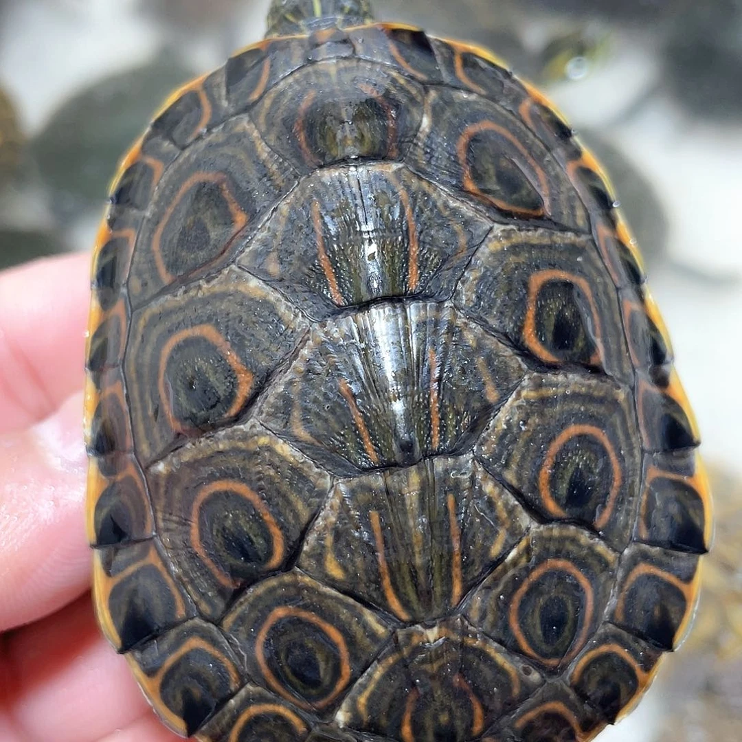 宠物龟不分公母7.2