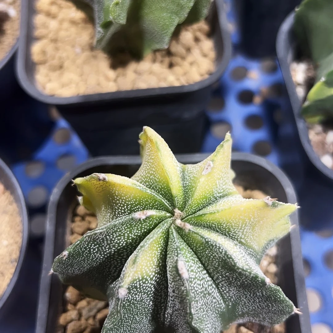 り***つ实生根般若锦仙人球