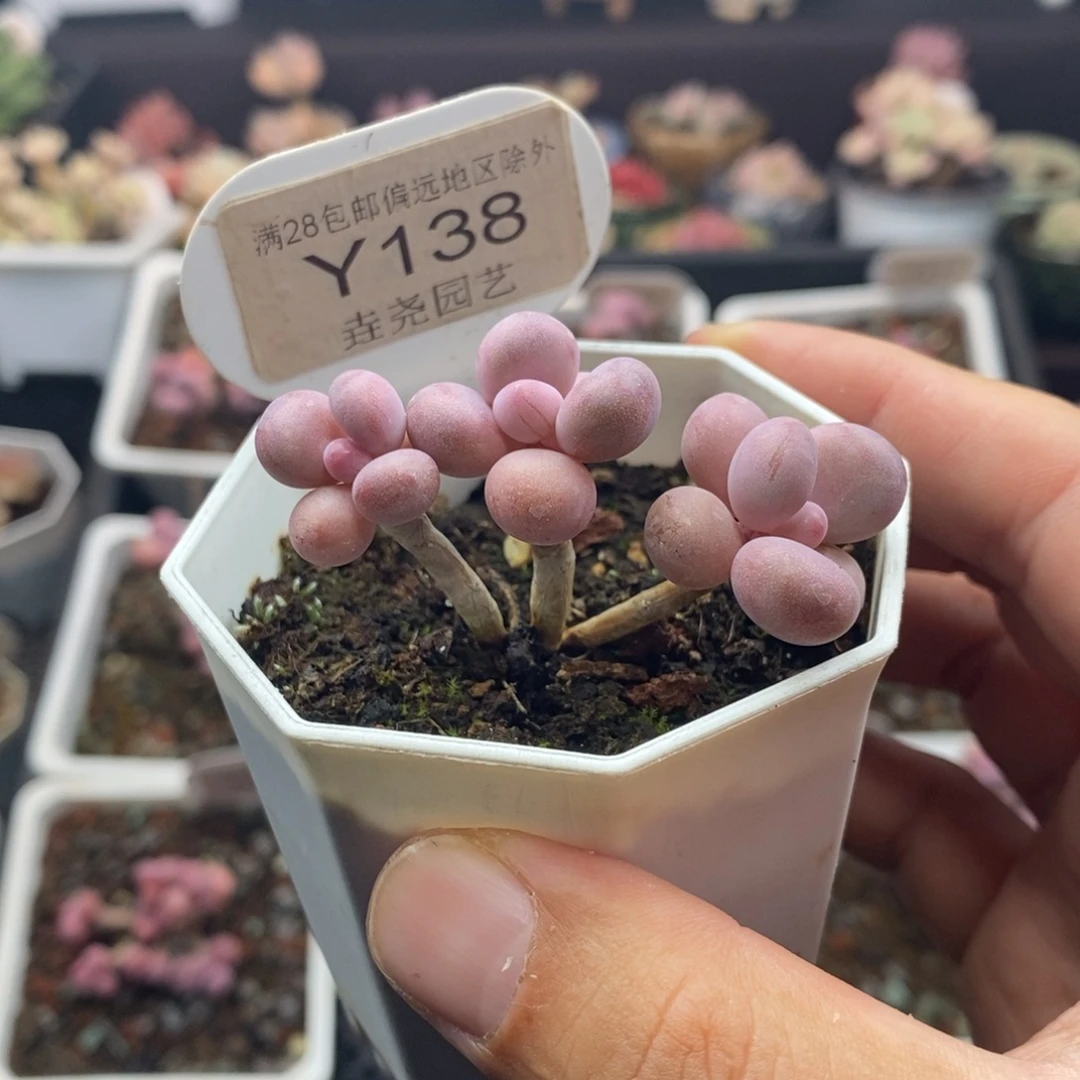 0138 亚美桃蛋 5.5cm