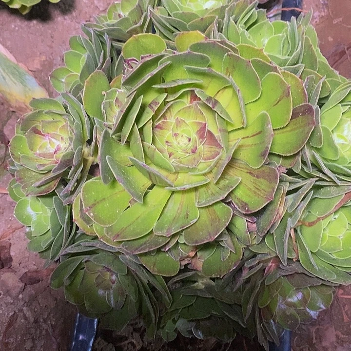 多肉植物保护研究所