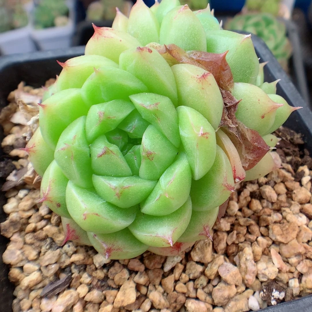 58包邮 群生不包整 麦秆4