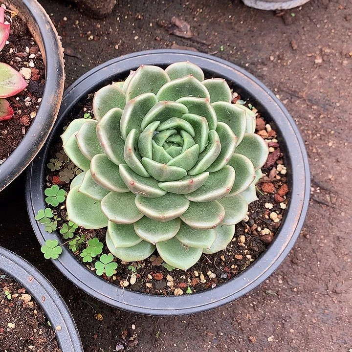 美肉特价活动开始啦