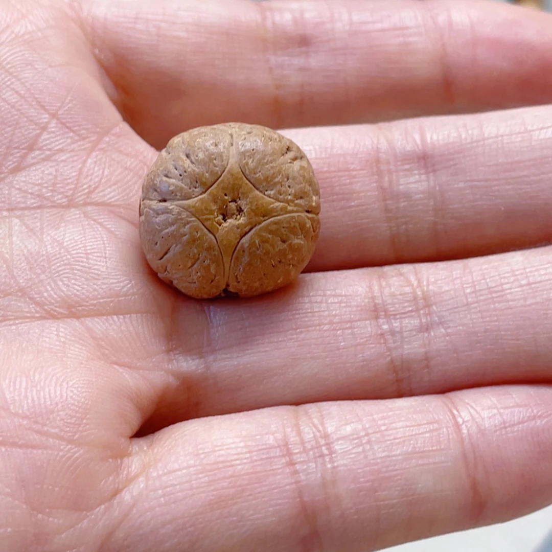 麒麟眼菩提吊坠7@8212，20➕麒麟