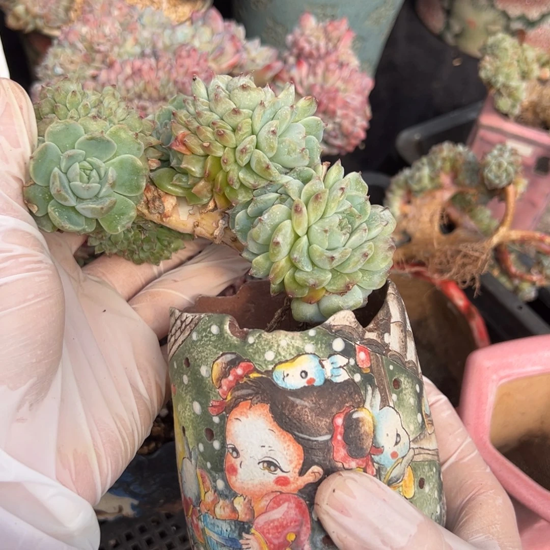 新年快乐 新年快乐 新年快乐