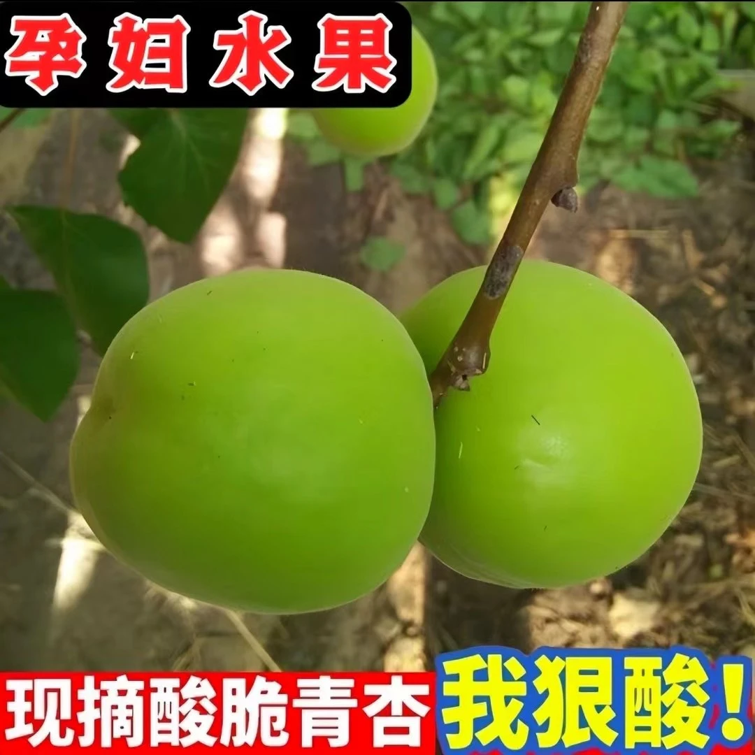 新疆顺丰包邮 新鲜应季大青杏水果当季青杏孕水果(吃不了酸勿拍)