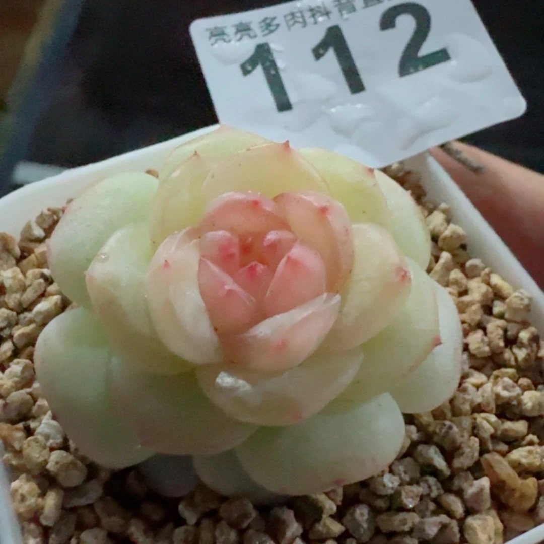 如花珍妮         精品多肉