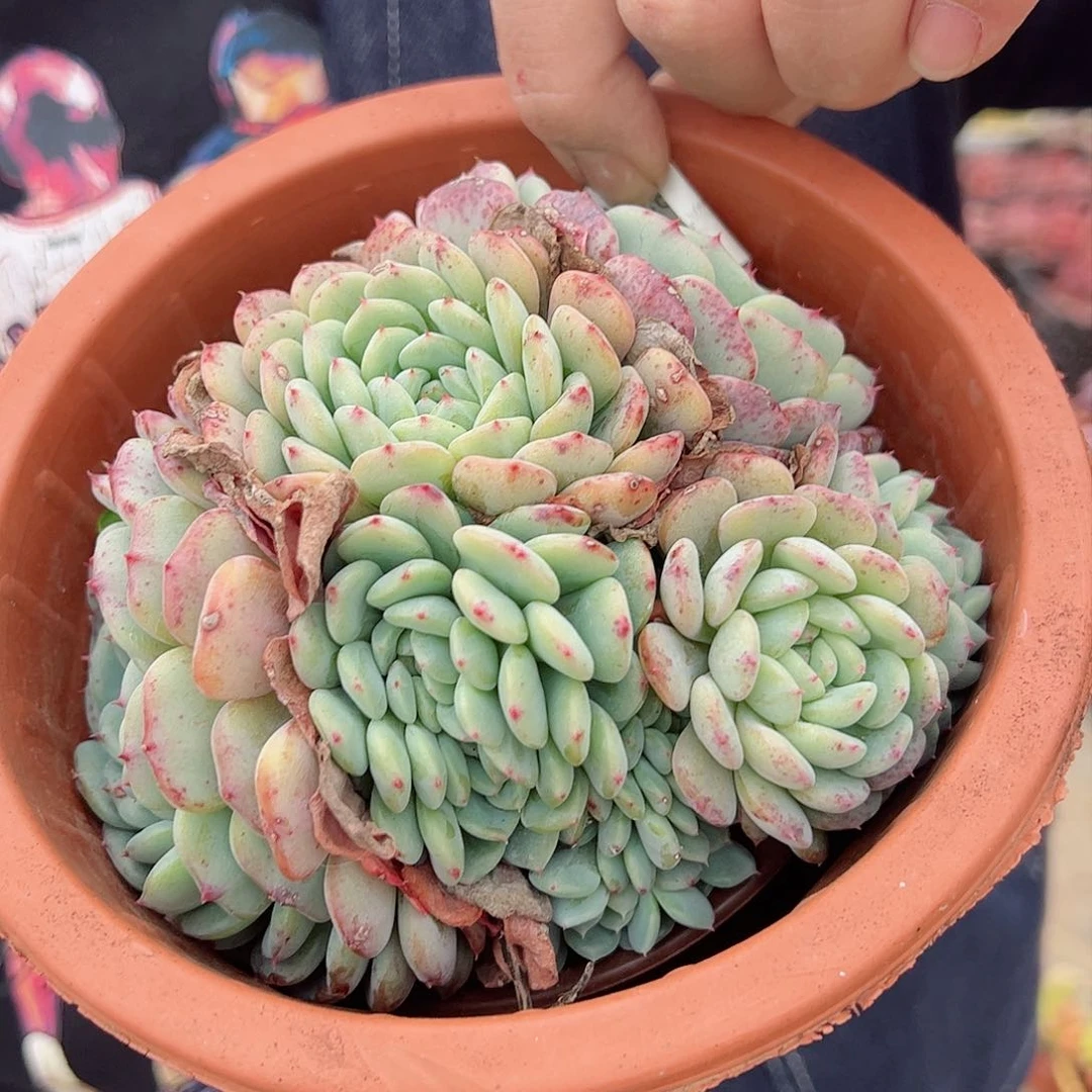 白胖子三头起多肉植物