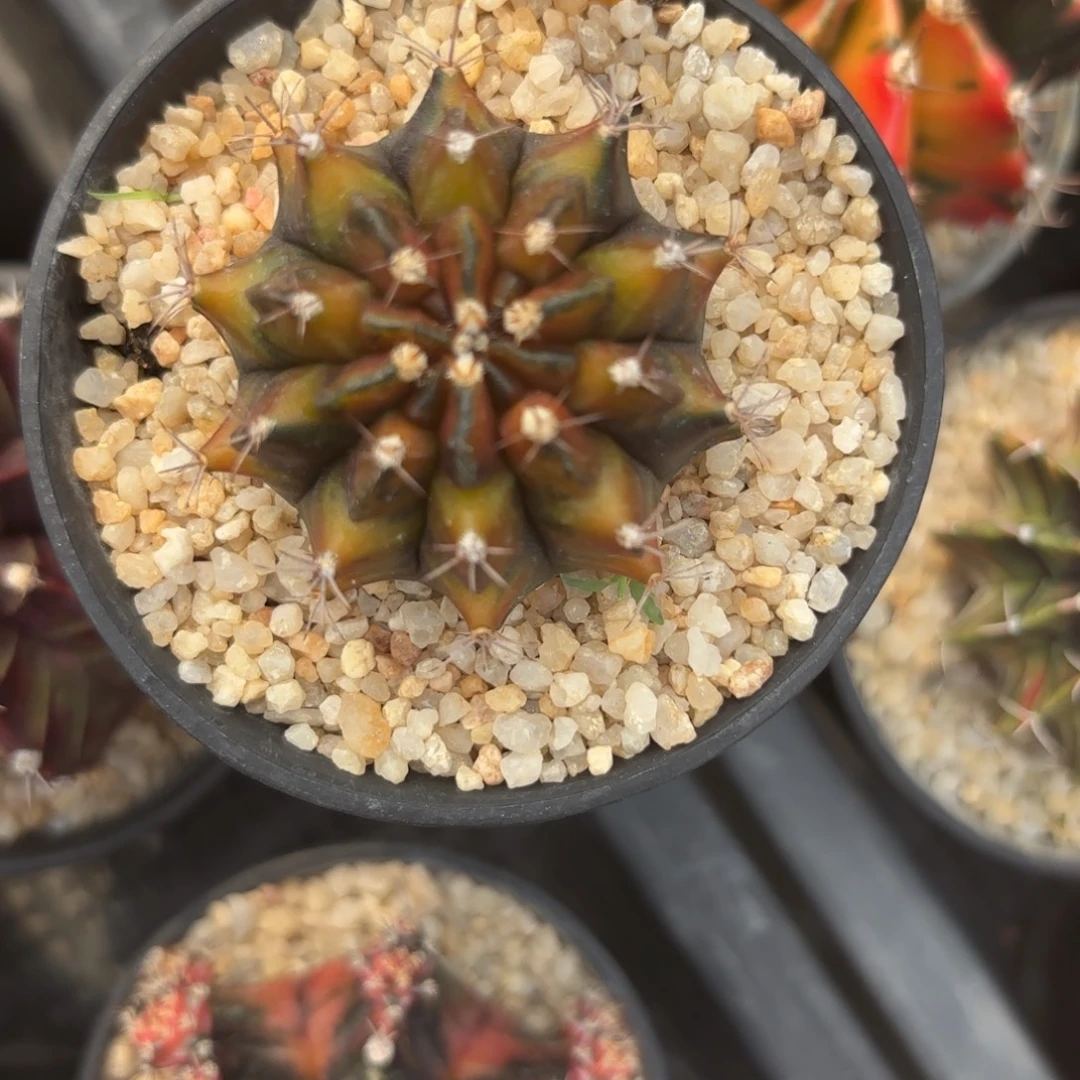 74-1227泰国发货多肉