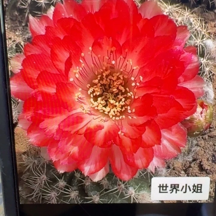 210丽花世界小姐歪3公分左右无根侧牙，20包邮