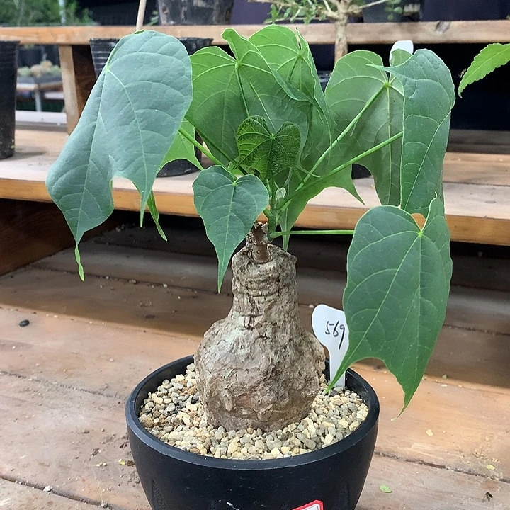 569龟甲火桐哈哈哈哈哈