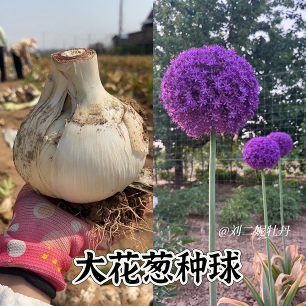 大花葱大使荷兰原装进口一代球秋季栽种耐寒多年生春季开花