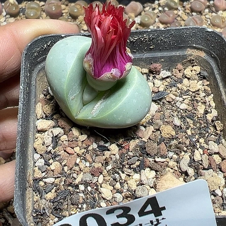 034号金玲多肉植物