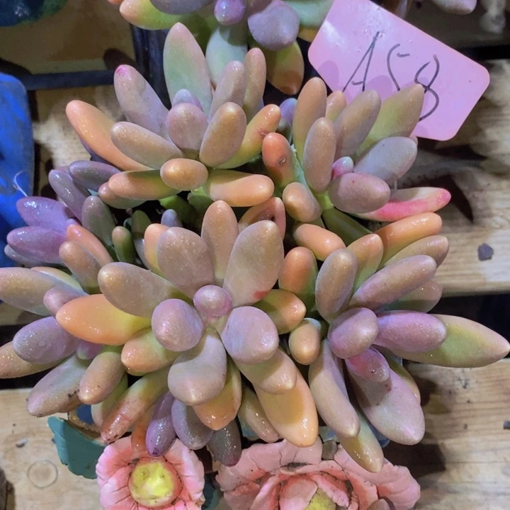 我都想你就说嘛不要